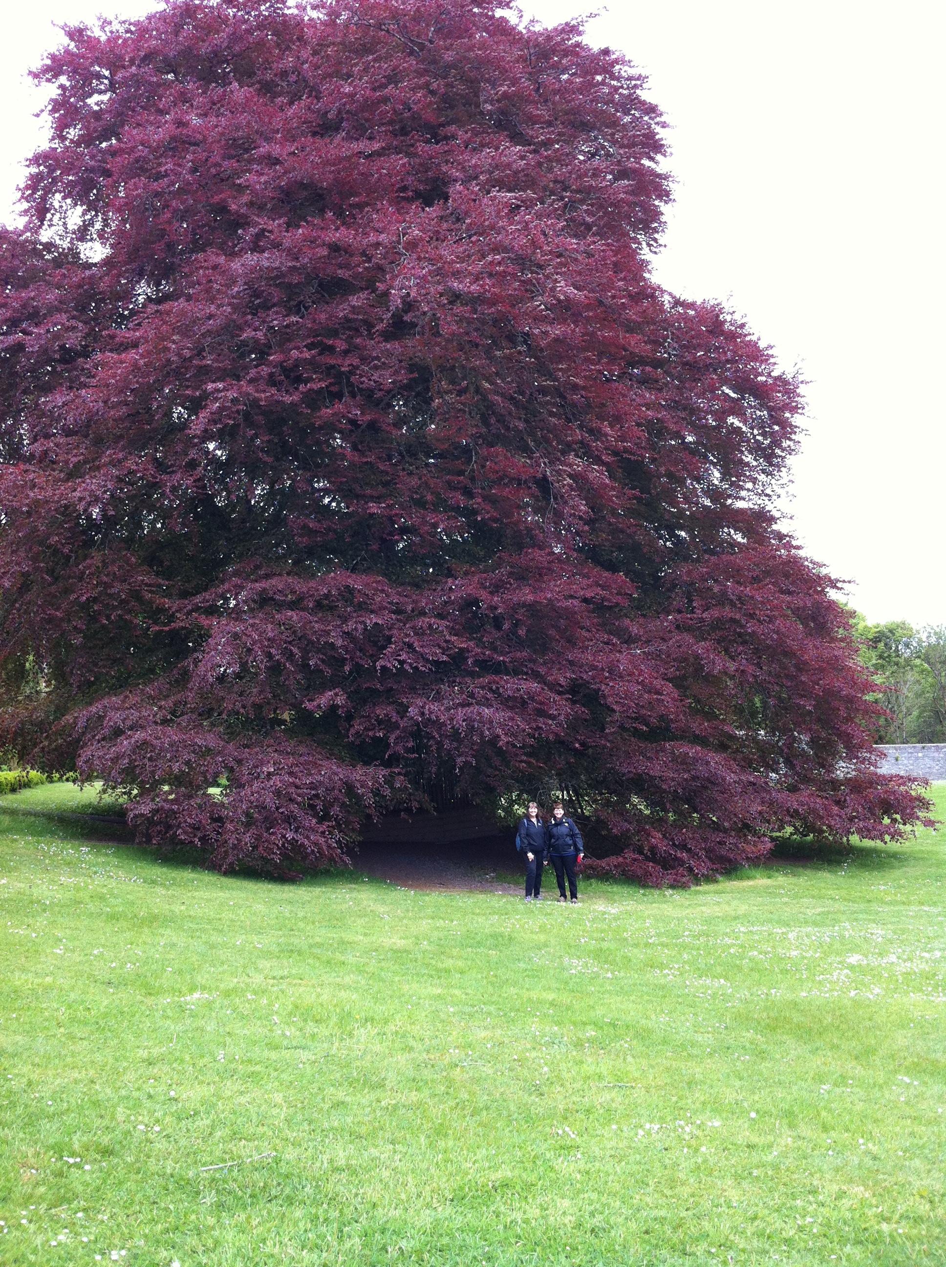 Molly and Martha standing at the base of the Autograph Tree, a copper beech tree in Coole Park. Photo by Annis Householder.